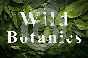 Wild botanics concept of wild green jungle foliage.