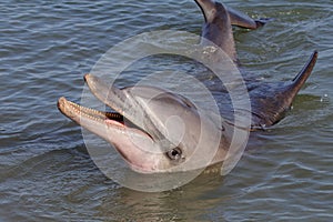 Wild bottle-nosed dolphin, Monkey Mia, Shark Bay