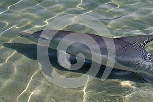 Wild bottle-nosed dolphin, Monkey Mia, Shark Bay photo