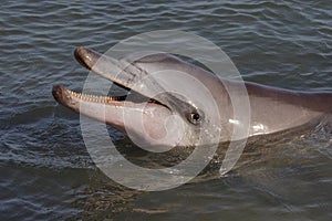 Wild bottle-nosed dolphin smiling, Australia