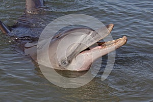 Wild bottle-nosed dolphin smiling, Australia