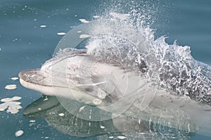 Wild bottlenose dolphin swimming alongside boat in Peru