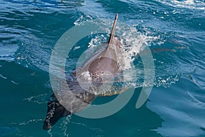 A wild bottlenose dolphin (Turisops Truncatus)