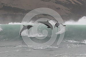 Wild bottlenose dolphins jumping off the coast of Peru