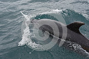 Wild bottlenose dolphins near Paihia in New Zealand