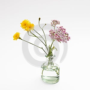 Wild bouquet of Hieracium umbellatum in a pharmaceutical bottle on a white background