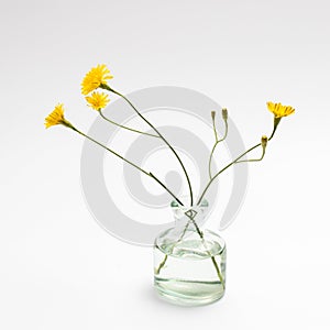 Wild bouquet of Hieracium umbellatum in a pharmaceutical bottle on a white background