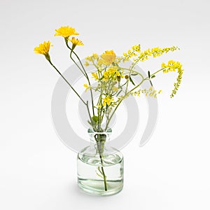 Wild bouquet of Hieracium umbellatum in a pharmaceutical bottle on a white background