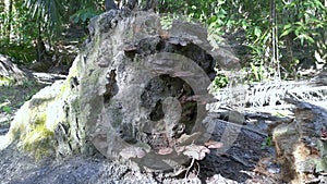 Wild bracket fungi sprouting from the dead tree trunk.