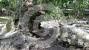 Wild bracket fungi sprouting from the dead tree trunk.