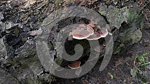 Wild bracket fungi sprouting from the dead tree trunk.