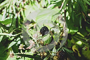 Wild bramble, blackberry
