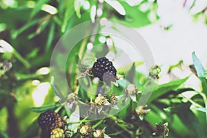 Wild bramble, blackberry grow