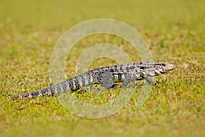 Wild Brazil lizard. Tegu in green grass. Argentine Black and White Tegu, Tupinambis merianae, big reptile in the nature habitat, g photo
