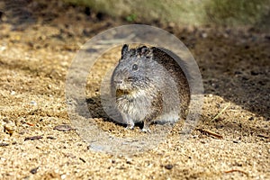 From the wild Brazilian Guinea pig, Cavia aperea, the domestic guinea pig was bred