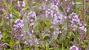 Wild Breckland thyme Thymus serpyllum flower is a well known medicinal herb prepared as tea