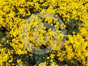 Wild Bright Beautiful and Cheerful Yellow Gerbera Daisy Flowers in bloom in the park garden background. Natural life plant