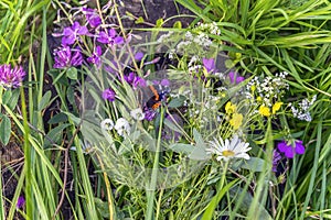 Wild bright flowers and butterfly in grass, meadow in summer, sunny day. Picturesque natural background