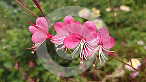 Wild bright pink garden flower with very delicate stems