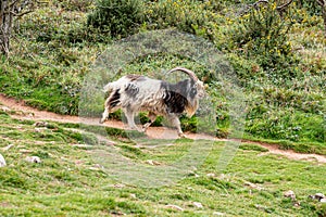 Wild British Primitive Feral Goat