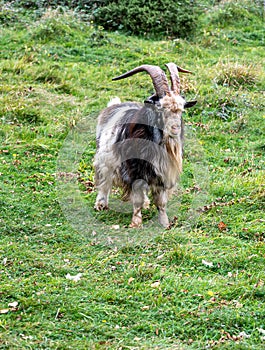 Wild British Primitive Feral Goat