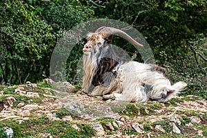 Wild British Primitive Feral Goat