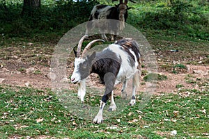 Wild British Primitive Feral Goat