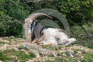 Wild British Primitive Feral Goat