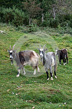 Wild British Primitive Feral Goat