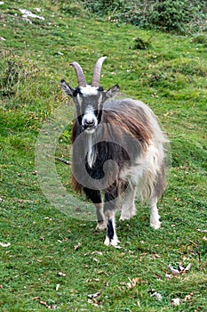 Wild British Primitive Feral Goat