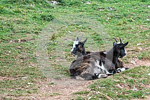 Wild British Primitive kid goats