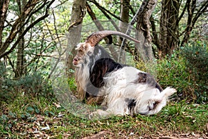 Wild British Primitive kid goats