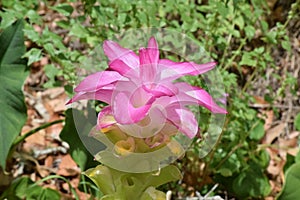 Wild Bromeliad with Bloom growing