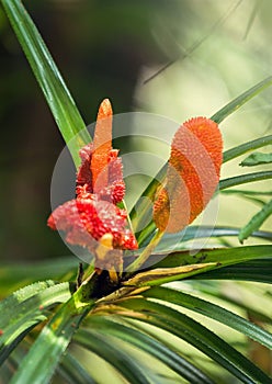 Wild bromeliad plant i