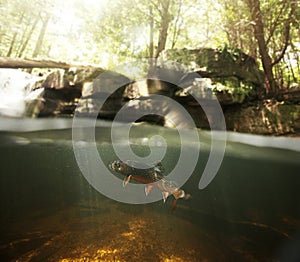 Wild Brook Trout Underwater photo