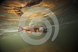 Wild Brook Trout Underwater