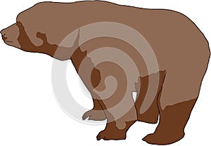 Wild brown bear