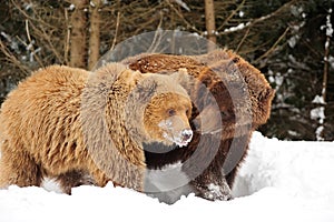 Wild brown bear