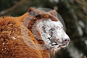 Wild brown bear