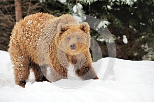 Wild brown bear