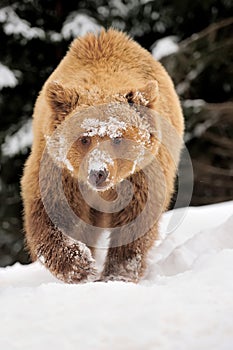 Wild brown bear