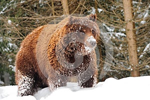 Wild brown bear