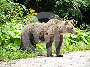 Wild Brown Bear in the Carparthian Mountains