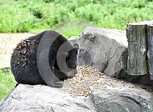 Wild brown bear close up