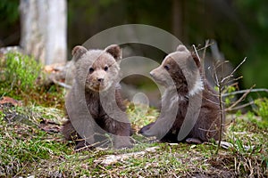 Wild brown bear cub closeup