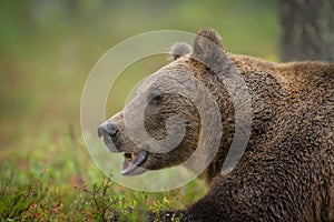 Wild brown bear