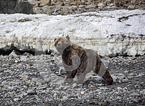 Wild brown bear or grizzly bear walks on the rocks against the background of melting ice