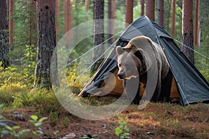 Wild brown bear inspecting a camp tent in the forest