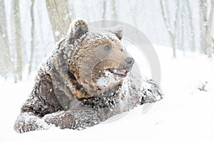 Wild brown bear looking in snow