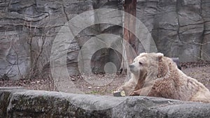 Wild brown bear lying, relaxing in mountains. Surrounded by stone wall